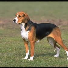 Black And Tan Foxhound Mix Black And Tan Virginia Foxhound Foxhound Dog Dog Breeds Foxhound Puppy