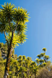 Maybe you would like to learn more about one of these? 3 Secrets To Getting The Best From Cabbage Trees