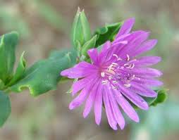 Image result for Lophiocarpaceae