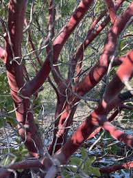 Image result for Andrachne