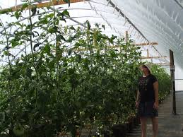 Growers of the worlds hottest peppers including carolina reaper, ghost pepper and scorpion pepper. July 2013 Summer Ungulation Divinefruits