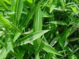 Image result for Pleioblastus fortunei