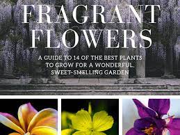 How to get dreamsong heart treasure ardenweald wow shadowlands. 14 Of The Best Fragrant Flowers To Grow For A Sweet Scented Garden Dengarden