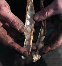 Image result for Crossopetalum mossambicense