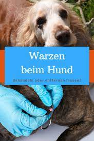 Warzen Beim Hund Entfernen Lassen Oder Homoopathisch Behandeln In 2021 Warzen Beim Hund Hunde Welche Hunderasse