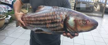 Google has many special features to. River Fish Malaysia Wild Caught River Fish Pahang Sarawak Empura Kelah Jelawat Patin Old Mama Seafood Plt
