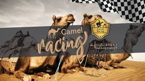 Camel Races Hunter Valley Cessnock Showground 8 May 2021