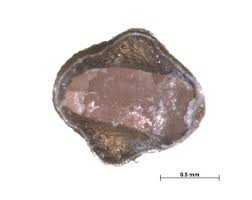 Image result for Indigofera secundiflora