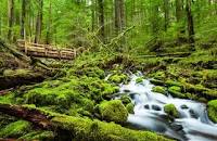 Image result for olympic national park