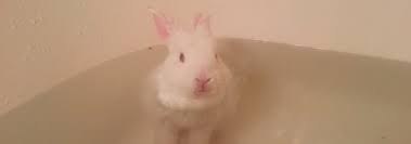 Use a 2.5 cc syringe with tiny babies and graduate to 5 cc syringes as the bunny's capacity increases. This Baby Bunny Taking A Bath Might Be The Cutest Thing You Ve Ever Seen