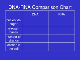 Rna And Transcription Dna Rna Protein Ppt Download