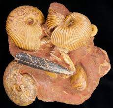 'walking cactus' roamed the earth in ancient times (not real plant cactus as depicted). Fossils What Is A Fossil Fossilera Com