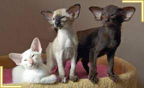 Siamese Oriental Kittens 12 Week Old More Individual Photos Found Here Www Burnthwaitessiamese Co Uk Batt Pretty Cats Cute Cats And Kittens Siamese Cats