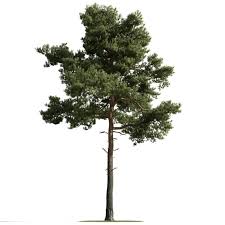 Tree 35 Am163 Evermotion Org Tree Trees To Plant Architecture Illustration
