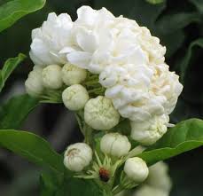 Image result for Jasminum schimperi