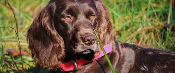 Maybe you would like to learn more about one of these? Boykin Spaniels And Other Gun Dogs Available For Sale Upstate Gun Dogs