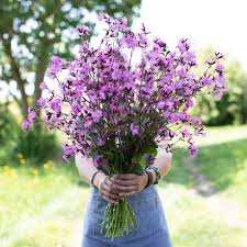 Image result for Silene