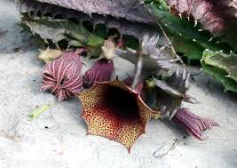 Image result for Huernia levyi