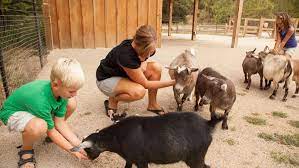 The wildlife safari park opened on friday, giving people a chance to get out of the house. Wildlife Safari Park In Ashland To Open For 2019 Season March 30 Khgi