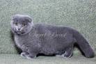 Bonniebluu Scottish Fold Munchkins aka Scottish Kilts and ...