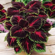 Image result for Coleus