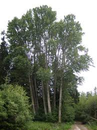 Image result for Triumfetta trichocarpa