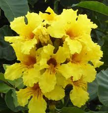 Image result for Markhamia lutea