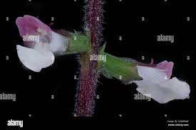 Image result for Radinosiphon leptostachya