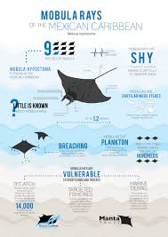 Pin By Zach Wilharm On Environment Marine Conservation Marine Animals Marine Life