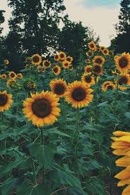 Sunflower Background Tumblr Sunflower Wallpaper Flowers Plants