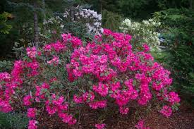 Image result for Afrosciadium rhodesicum