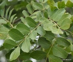 Image result for Schotia capitata