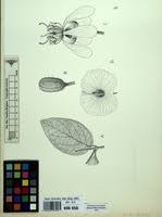 Image result for Flabellaria paniculata