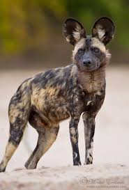 Lycaon Pictus By Morkel Erasmus 500px Animals Wild Wild Dogs African Animals
