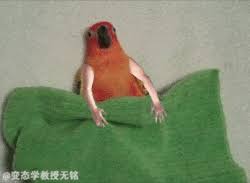 Birds With Human Arms Gif Https Encrypted Tbn0 Gstatic Com Images Q Tbn 3aand9gcswbm5r2hypwyib6gzn Sdptvzzdcn1tnhqga Usqp Cau