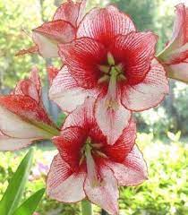 Pin On Beautiful Amaryllis