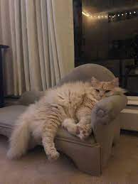 Click Here More Catfunny Catcat Videoscute Catcat Compilationcatsfunny Cat Videoscat Failscat Videocat Animalbaby And Ca Cute Cats Cats Pretty Cats