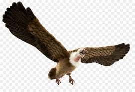 Luar biasa burung elang vs macan tutul. Elang Macan Tutul Hering Gambar Png