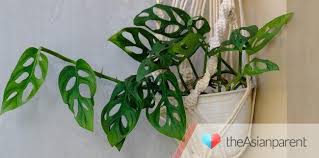 Saya sendiri tidak pasti, di mana sebenar kedai atau nursery yang menjual pokok bunga atau pokok hiasan dengan harga yang murah. Alasan Harga Tanaman Janda Bolong Mahal Harganya Capai 00 Juta