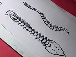 Its application ensures that projects forward without any hindrance. How To Draw Human Spine Drawing Youtube