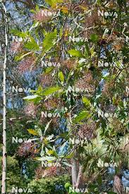 Image result for Bocconia arborea