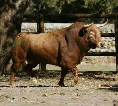 Toro De La Ganaderia De Jose Cruz Toros De Lidia Toros Bravos Animales Bovinos