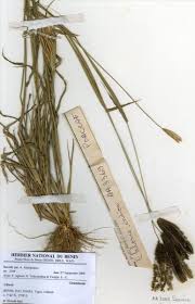 Image result for Chloris pilosa