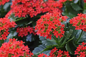 Image result for Kalanchoe latisepala