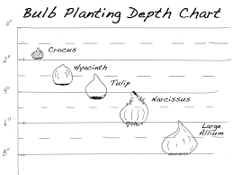 bulb lasagna combinations google search planting bulbs