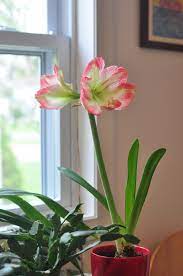 We did not find results for: How To Force Amaryllis Bulbs For Christmas èŽ¹723 Garden Manage Gfinger Es La App De Jardineria Mas Profesional