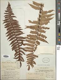 Image result for Dryopteris athamantica