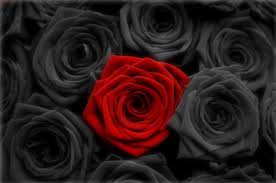 Black Background With Rose In Middle Pin On Beautiful Roses