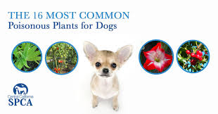 The 16 Most Common Poisonous Plants For Dogs – Central California Spca,  Fresno, Ca