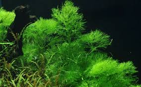 Image result for Limnophila ceratophylloides